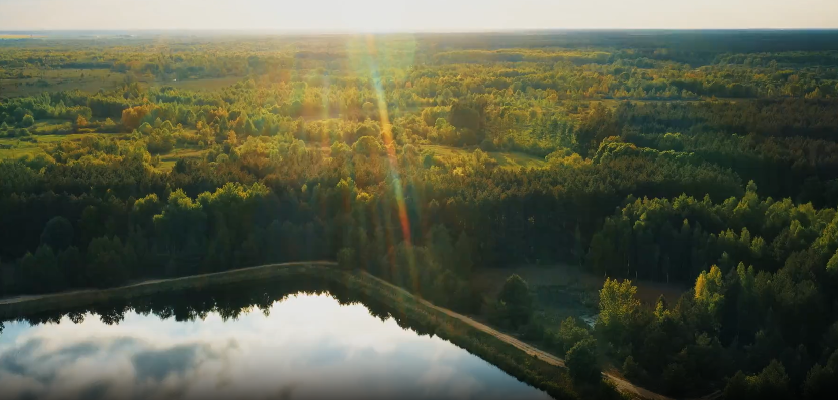 sun shining over forest